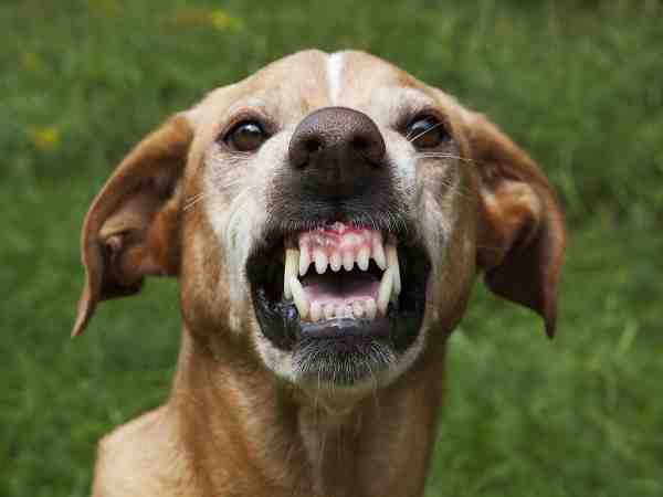 madhya pradesh: man was stopped while beating dog got angry and bit man madhya pradesh: man was stopped while beating dog got angry and bit man