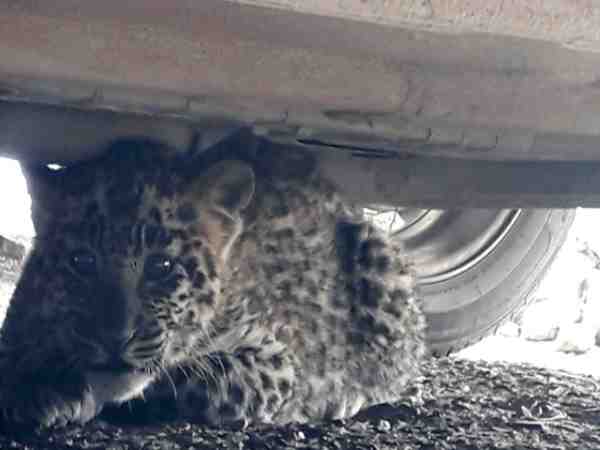ruckus when leopard enter in the district court in shimla ruckus when leopard enter in the district court in shimla