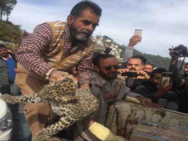 ruckus when leopard enter in the district court in shimla ruckus when leopard enter in the district court in shimla