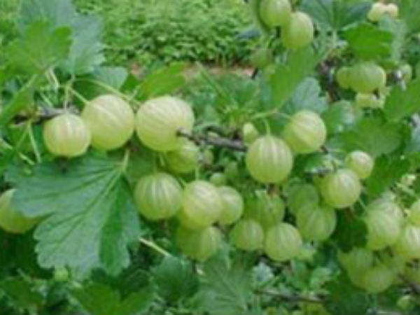 कनकधारा स्तोत्र और आंवला का महत्व