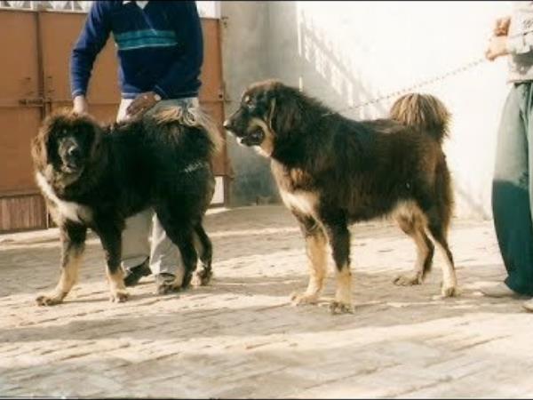 आरोपी के परिजनों ने किया हमला