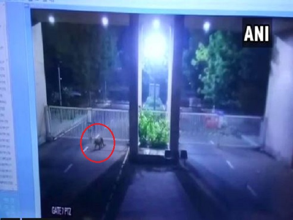 Leopard entered Secretariat premises in Gujarats Gandhinagar, rescue operation underway Leopard entered Secretariat premises in Gujarats Gandhinagar, rescue operation underway