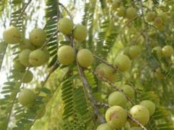 आंवला नवमी का महत्व