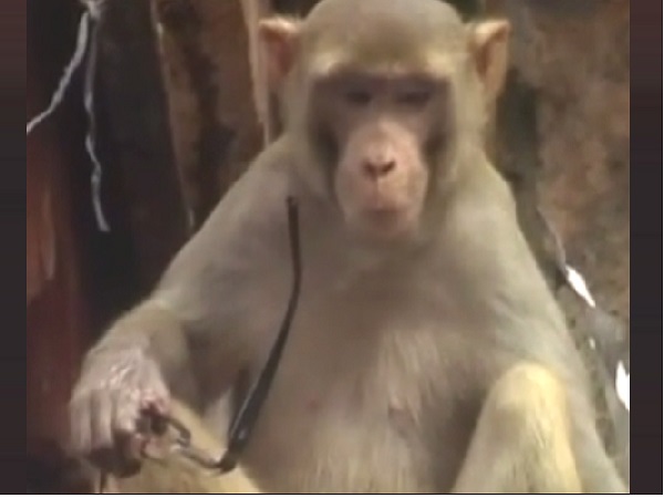 meet Bambo, a Monkey become friend of shopkeeper in moradabad meet Bambo, a Monkey become friend of shopkeeper in moradabad