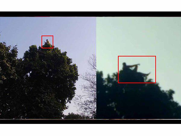 video goes viral of baba sitting on the top of tree in bahraich up video goes viral of baba sitting on the top of tree in bahraich up