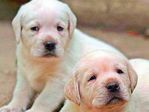 क्रूरता की हद: कूड़ेदान में सो रहे 4 पिल्लों को जिंदा जलाया क्रूरता की हद: कूड़ेदान में सो रहे 4 पिल्लों को जिंदा जलाया