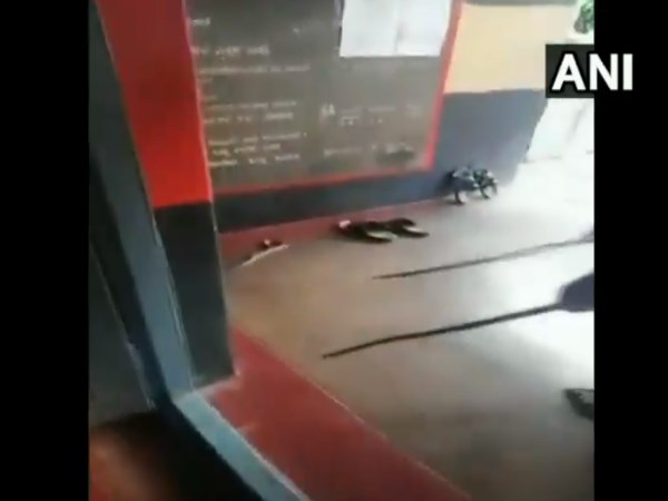 Snake spotted at polling booth in Karnatakas Ramanagara Snake spotted at polling booth in Karnatakas Ramanagara