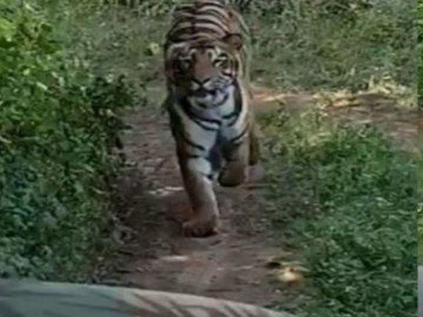 Tiger Chases Vehicle With Tourists In Maharashtra Tiger Reserve, Chilling Video Goes Viral Tiger Chases Vehicle With Tourists In Maharashtra Tiger Reserve, Chilling Video Goes Viral