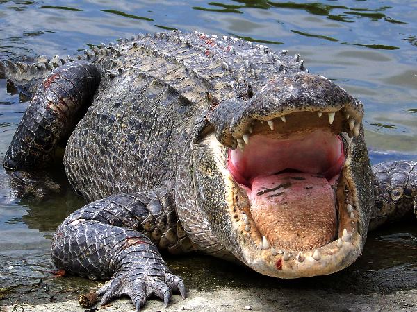 Alligators Alligators