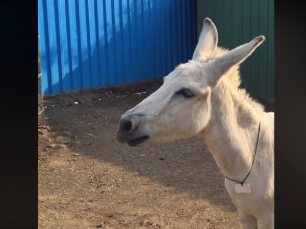 Donkey Donkey
