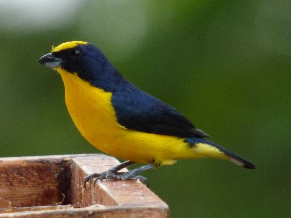 Finch Finch