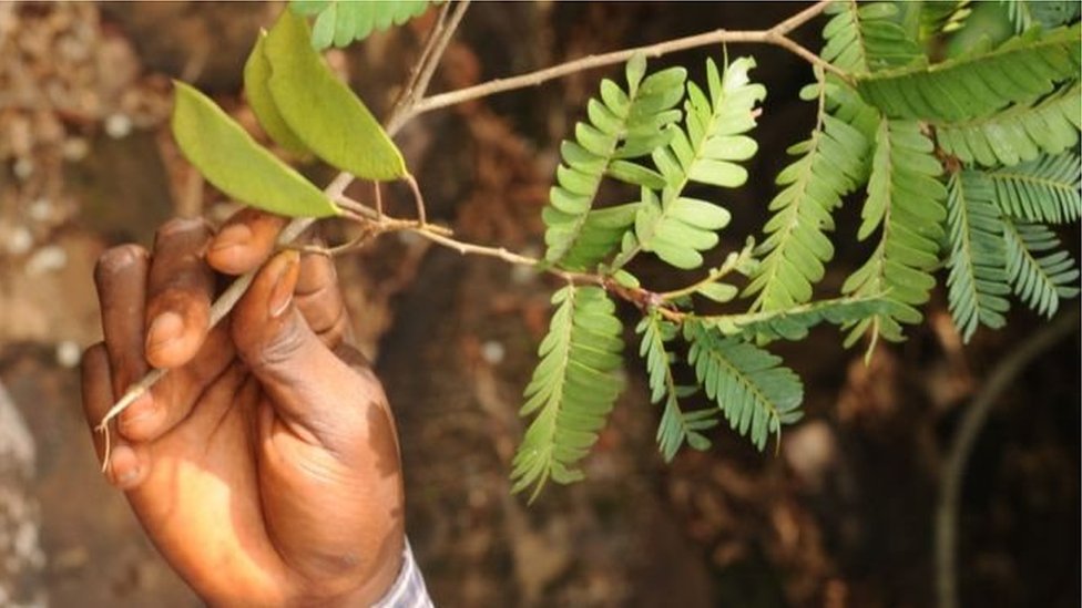 इस साल मिली पौधों की दस नई प्रजातियां इस साल मिली पौधों की दस नई प्रजातियां