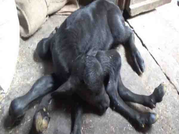 viral video of buffalo who gave birth to 8 footed baby in mathura viral video of buffalo who gave birth to 8 footed baby in mathura