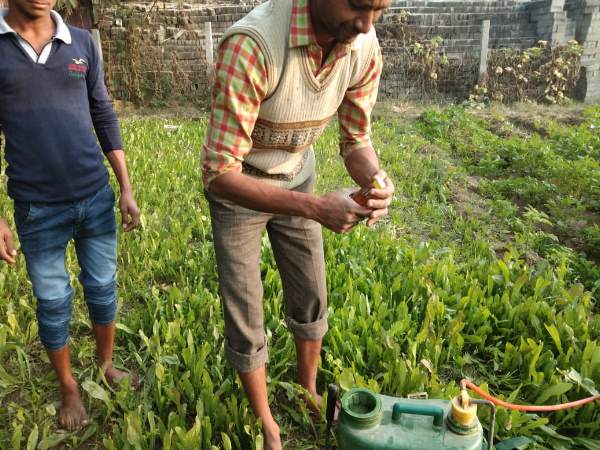 farmers using alcohol to treat potato crops in etawah up farmers using alcohol to treat potato crops in etawah up