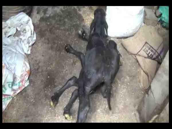 viral video of buffalo who gave birth to 8 footed baby in mathura viral video of buffalo who gave birth to 8 footed baby in mathura