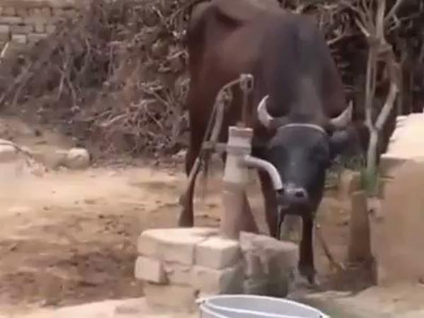 cow drink water by hand pump jayant chaudhary share video cow drink water by hand pump jayant chaudhary share video