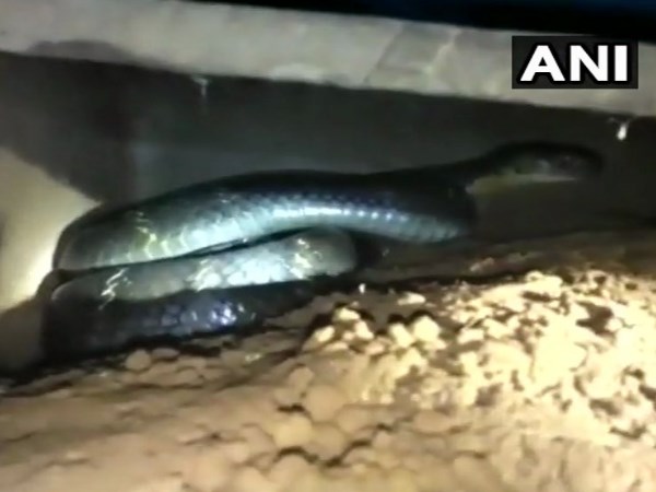 जब घर में दिखा किंग कोबरा