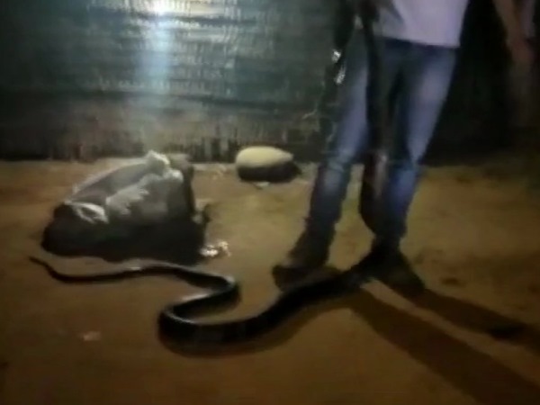 फॉरेस्ट विभाग को दी गई किंग कोबरा की सूचना