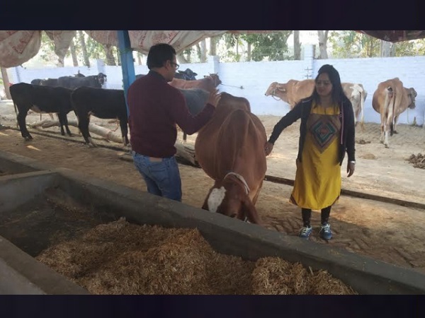 गायों की सेवा कर रोजगार तलाश लिया