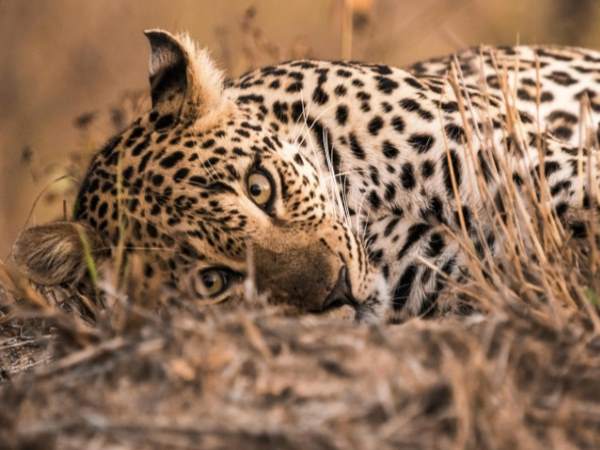 ruckus when children found leopard in the sack in hapur ruckus when children found leopard in the sack in hapur