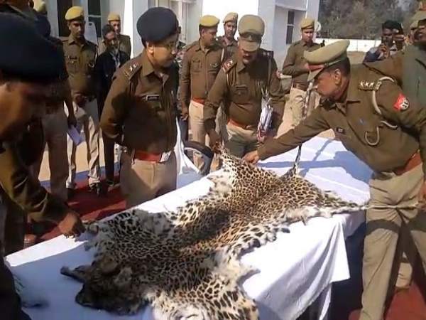 Two Nepalis arrested with skin of leopard in Shravasti Two Nepalis arrested with skin of leopard in Shravasti