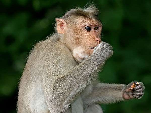Six men were arrested in central Vietnam for killing and eating an endangered monkey Six men were arrested in central Vietnam for killing and eating an endangered monkey