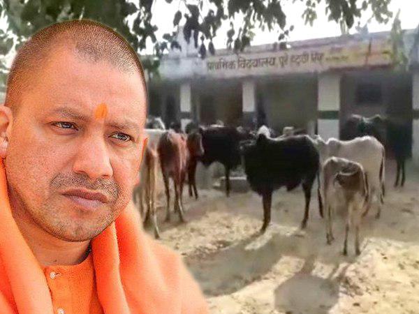 administration will launch campaign against hoarding animals administration will launch campaign against hoarding animals