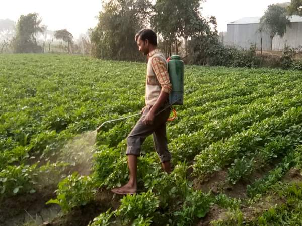 farmers using alcohol to treat potato crops in etawah up farmers using alcohol to treat potato crops in etawah up