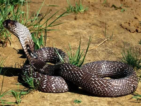 बाल-बाल बची जान