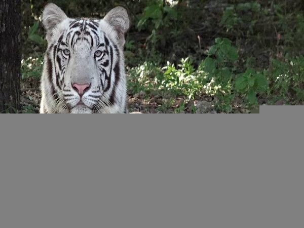 chhattisgarh: white tiger vijay dies in zoo after a cobra bite, reveals autopsy chhattisgarh: white tiger vijay dies in zoo after a cobra bite, reveals autopsy