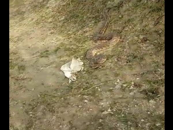 viral video of phython found in the village in hapur viral video of phython found in the village in hapur