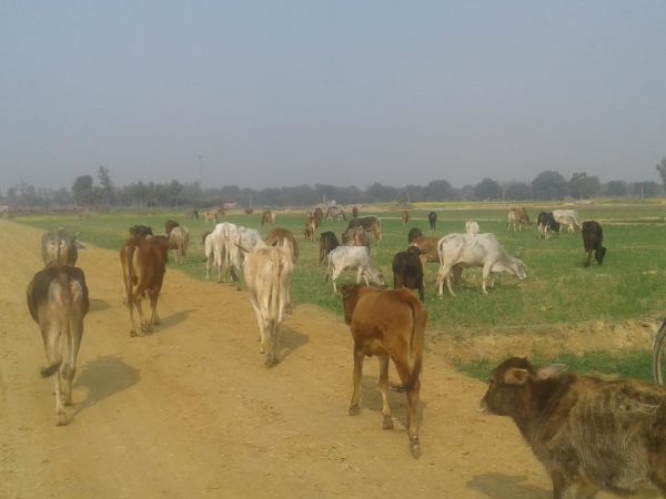 many cattle died in gaushala in amethi many cattle died in gaushala in amethi