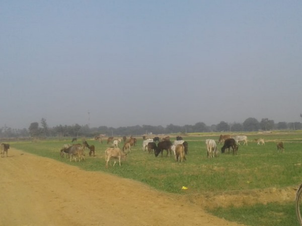 many cattle died in gaushala in amethi many cattle died in gaushala in amethi