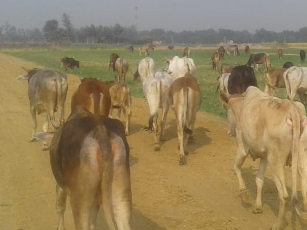 many cattle died in gaushala in amethi many cattle died in gaushala in amethi
