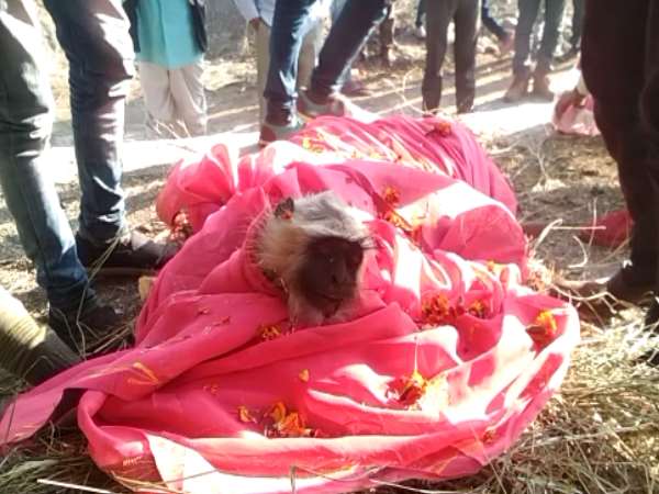 Monkeys funeral Procession in Jhalawar Rajasthan Monkeys funeral Procession in Jhalawar Rajasthan