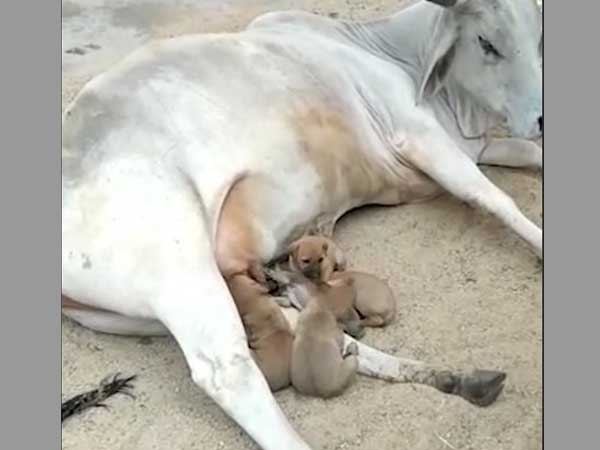 पिल्लों को अपना दूध पिलाती दिखी गाय