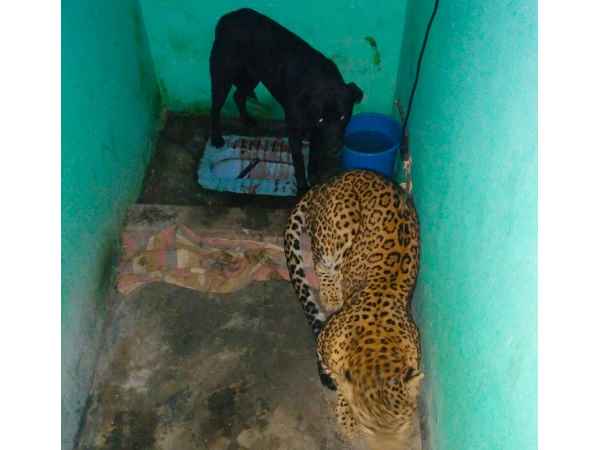 leopard and dog trap together in one bathroom in Dehradun leopard and dog trap together in one bathroom in Dehradun