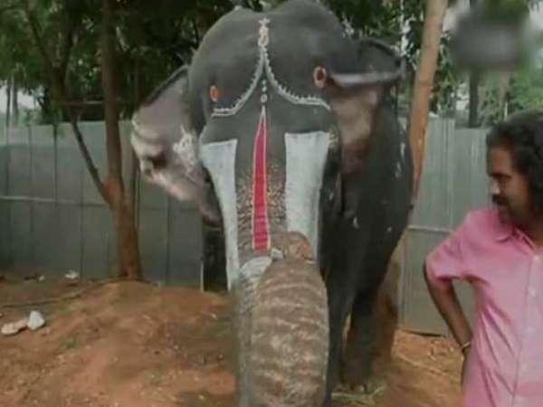 VIDEO: An elephant named Lakshmi in Tamil Nadu can play mouth organ with its trunk VIDEO: An elephant named Lakshmi in Tamil Nadu can play mouth organ with its trunk