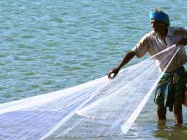 4 fishes of 2400 kilo were caught by fishermen in ratnagiri maharastra 4 fishes of 2400 kilo were caught by fishermen in ratnagiri maharastra