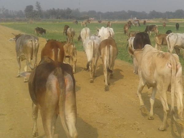 फसल की रखवाली करने गए थे किसान