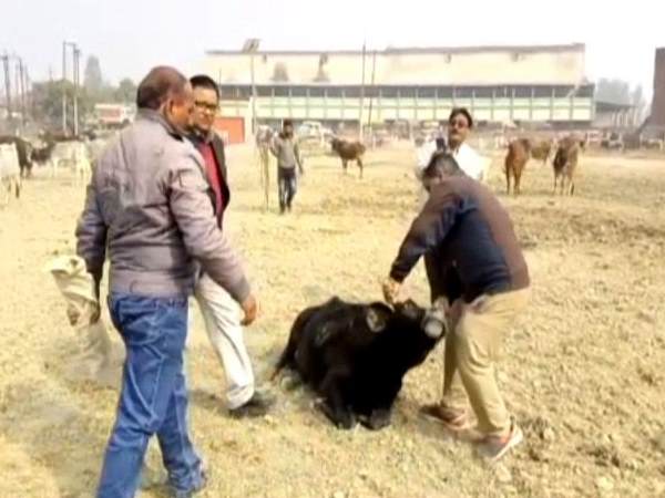 Officers from Hardoi donated one day salary for cow welfare Officers from Hardoi donated one day salary for cow welfare