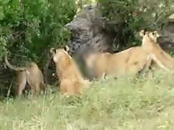 Viral VIDEO: fight between Two lion for lioness in Amreli Viral VIDEO: fight between Two lion for lioness in Amreli