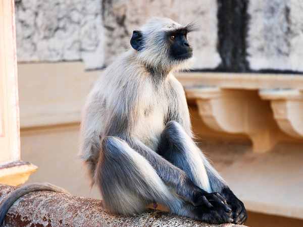 baboon attack on humans baboon attack on humans