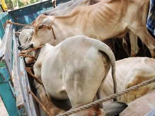 Maharashtra: One thousands Kg beef seized in ahmednagar Maharashtra: One thousands Kg beef seized in ahmednagar