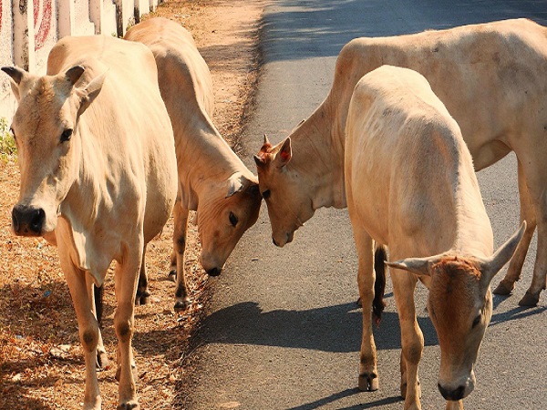 'ट्रक से पकड़-पकड़ कर ले जा रहे हैं'