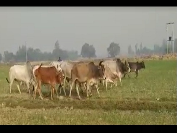 'दर्जन भर पशुओं को पकड़ा गया'