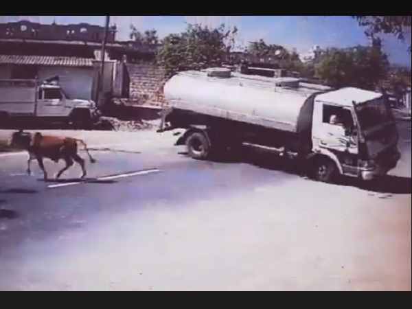 Amazing Video: Truck driver risks his life to save a Cow Amazing Video: Truck driver risks his life to save a Cow