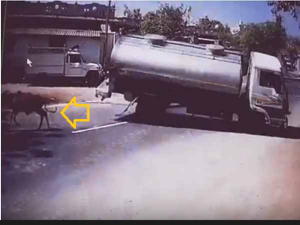 Amazing Video: Truck driver risks his life to save a Cow Amazing Video: Truck driver risks his life to save a Cow