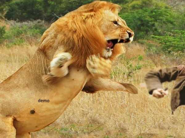 PHOTOS: lion attack on man in village of rajkot PHOTOS: lion attack on man in village of rajkot