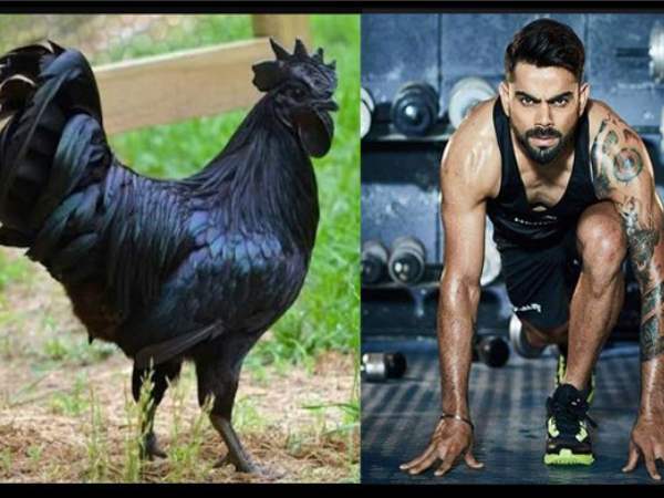 Virat Kohli and team India advised to eat kadaknath chicken of jhabua Virat Kohli and team India advised to eat kadaknath chicken of jhabua